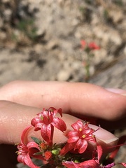 Ipomopsis aggregata aggregata