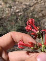 Ipomopsis aggregata aggregata