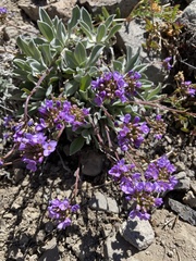 Phoenicaulis