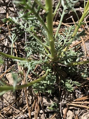 Ipomopsis aggregata aggregata