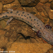 Mudpuppies and Waterdogs - Photo (c) Todd Pierson, some rights reserved (CC BY-NC-SA)