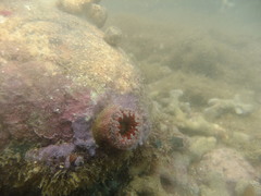 Bunodosoma granuliferum