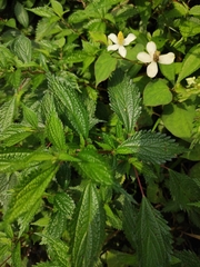 Oreocnide frutescens