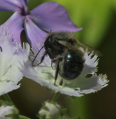 Osmia lignaria lignaria