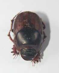 Onthophagus taurus