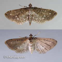 Metoeca nymphulalis