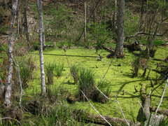 Carex decomposita