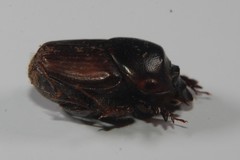 Onthophagus taurus