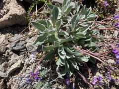 Phoenicaulis