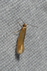 Elachistidae
