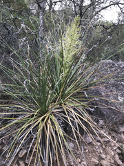 Nolina erumpens