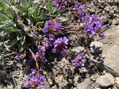 Phoenicaulis