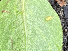 Campyloneura virgula