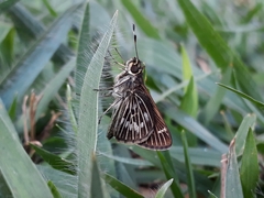 Vehilius stictomenes stictomenes