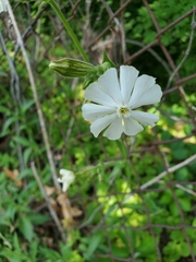 Silene latifolia