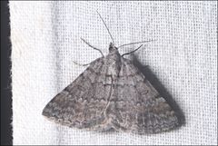 Dichromodes obtusata