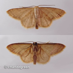 Idaea jakima