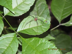 Leiobunum calcar