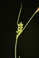 Carex conoidea