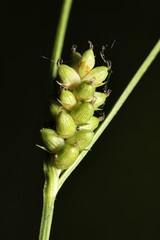 Carex conoidea