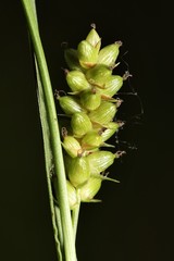 Carex conoidea