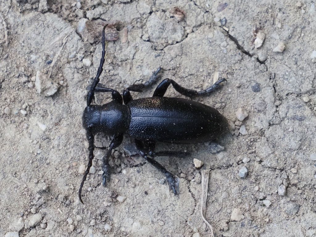 Dorcadion aethiops