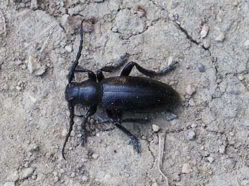 Dorcadion aethiops