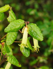 Correa reflexa lobata
