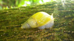 Drymaeus aureolus