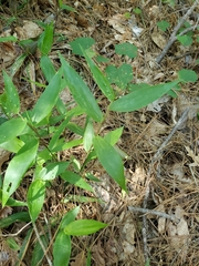 Dichanthelium commutatum commutatum