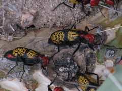 Tegrodera aloga