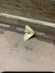 Cinommata bistrigata