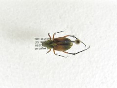 Macrodactylus sericinus