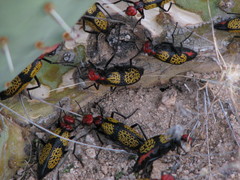 Tegrodera aloga