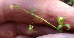 Ranunculus hebecarpus