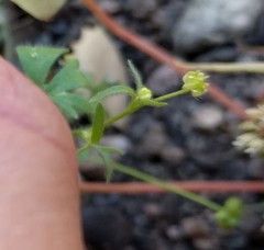 Ranunculus hebecarpus