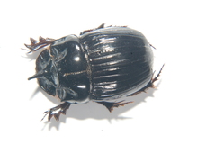 Copris lunaris