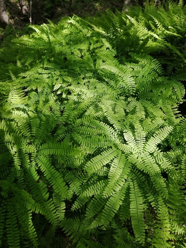 Adiantum pedatum
