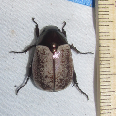 Callistethus cupricollis