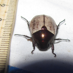 Callistethus cupricollis