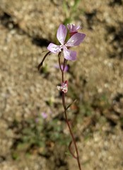 Clarkia modesta