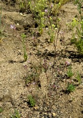 Clarkia modesta