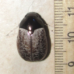 Callistethus cupricollis