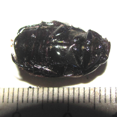 Callistethus cupricollis