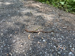 Elaphe quadrivirgata