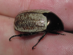 Callistethus cupricollis