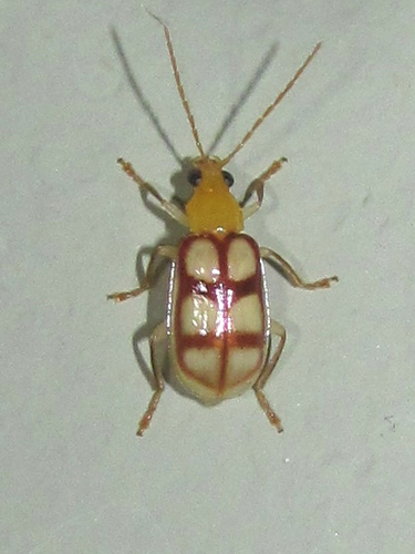 Paranapiacaba dorsoplagiata · iNaturalist