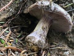 Cortinarius subolivascens