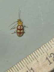 Paranapiacaba dorsoplagiata