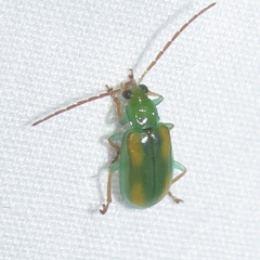 Diabrotica porracea